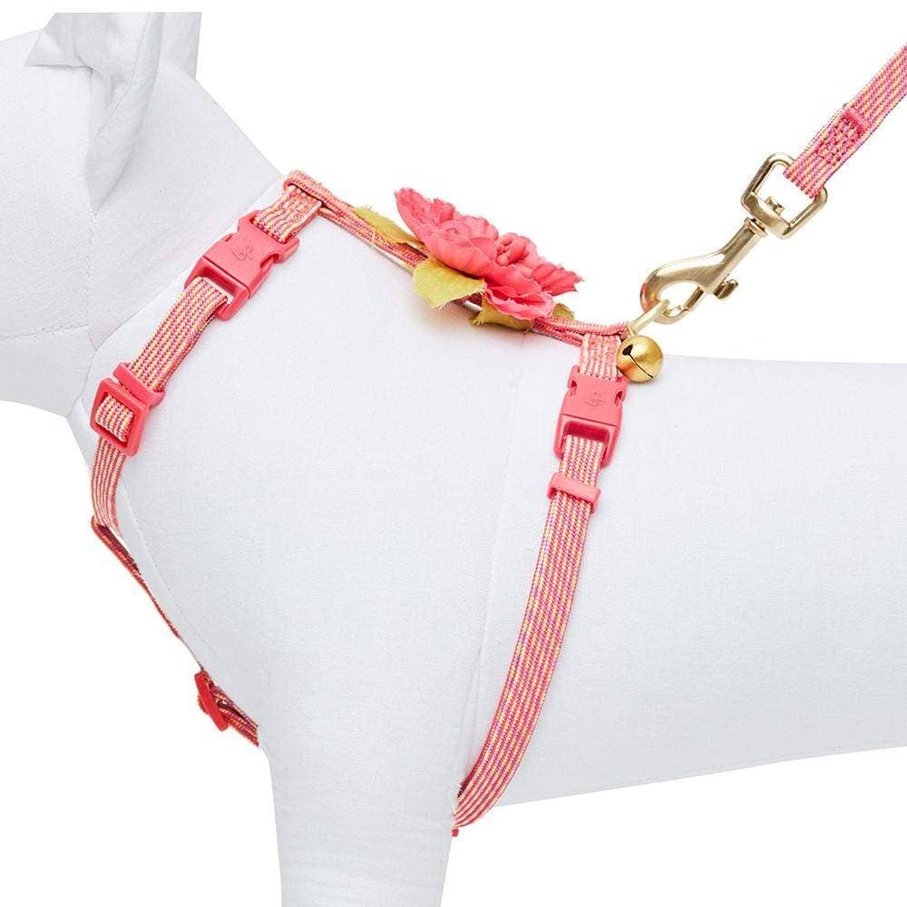 Cat Adventure Leash & Harness Set